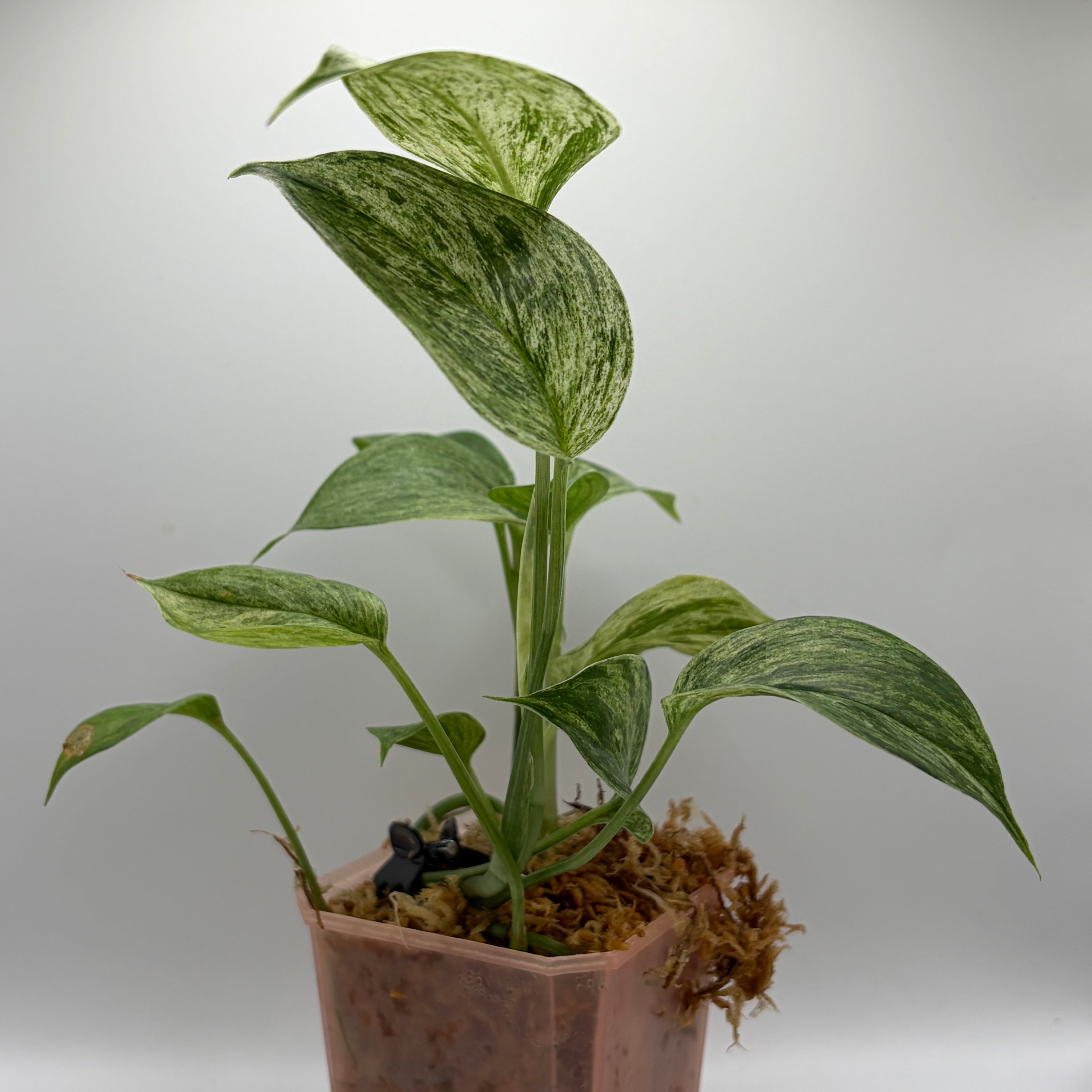 Scindapsus Sp. Salak Blue albo