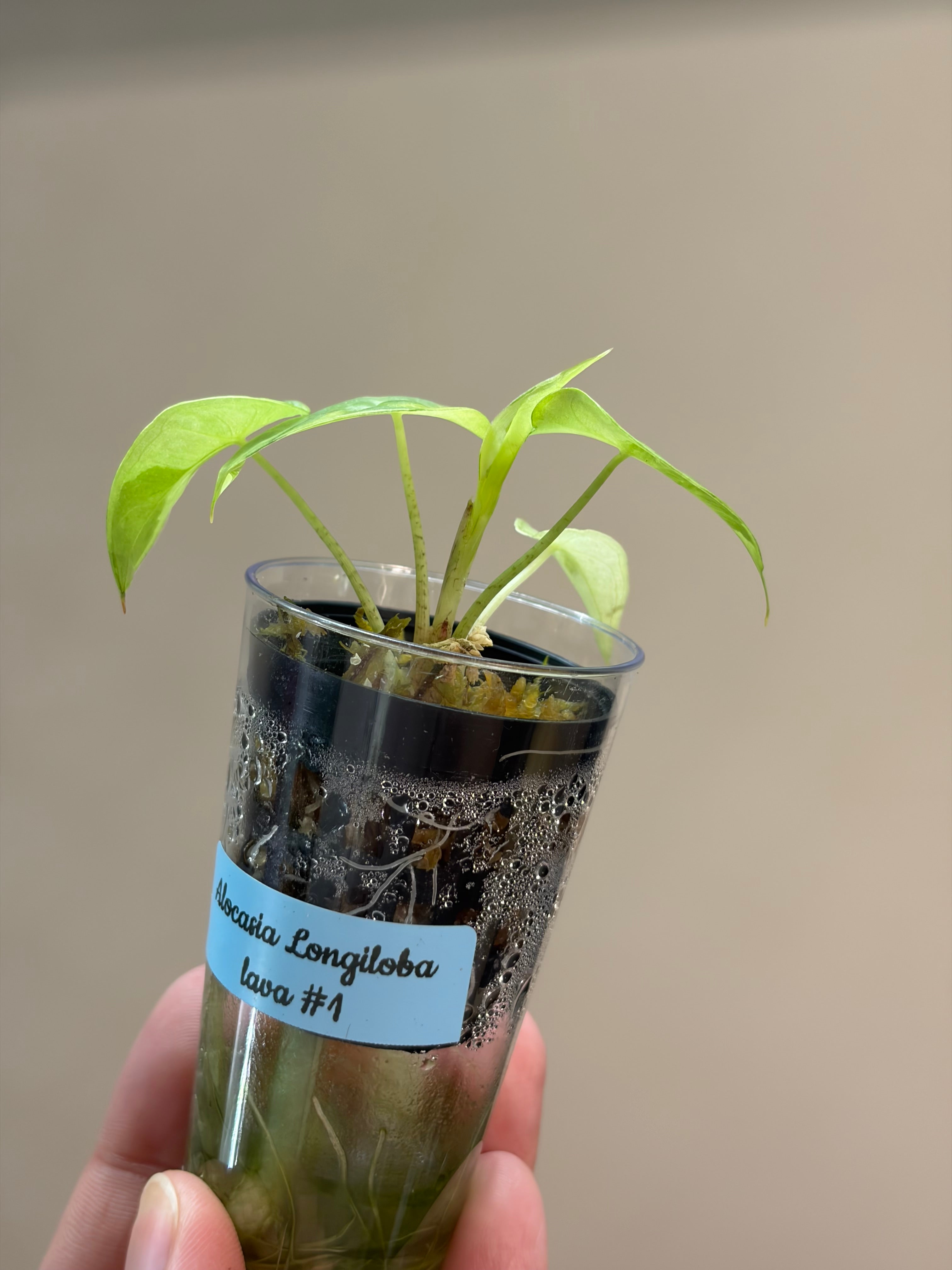 Alocasia Longiloba lava #1