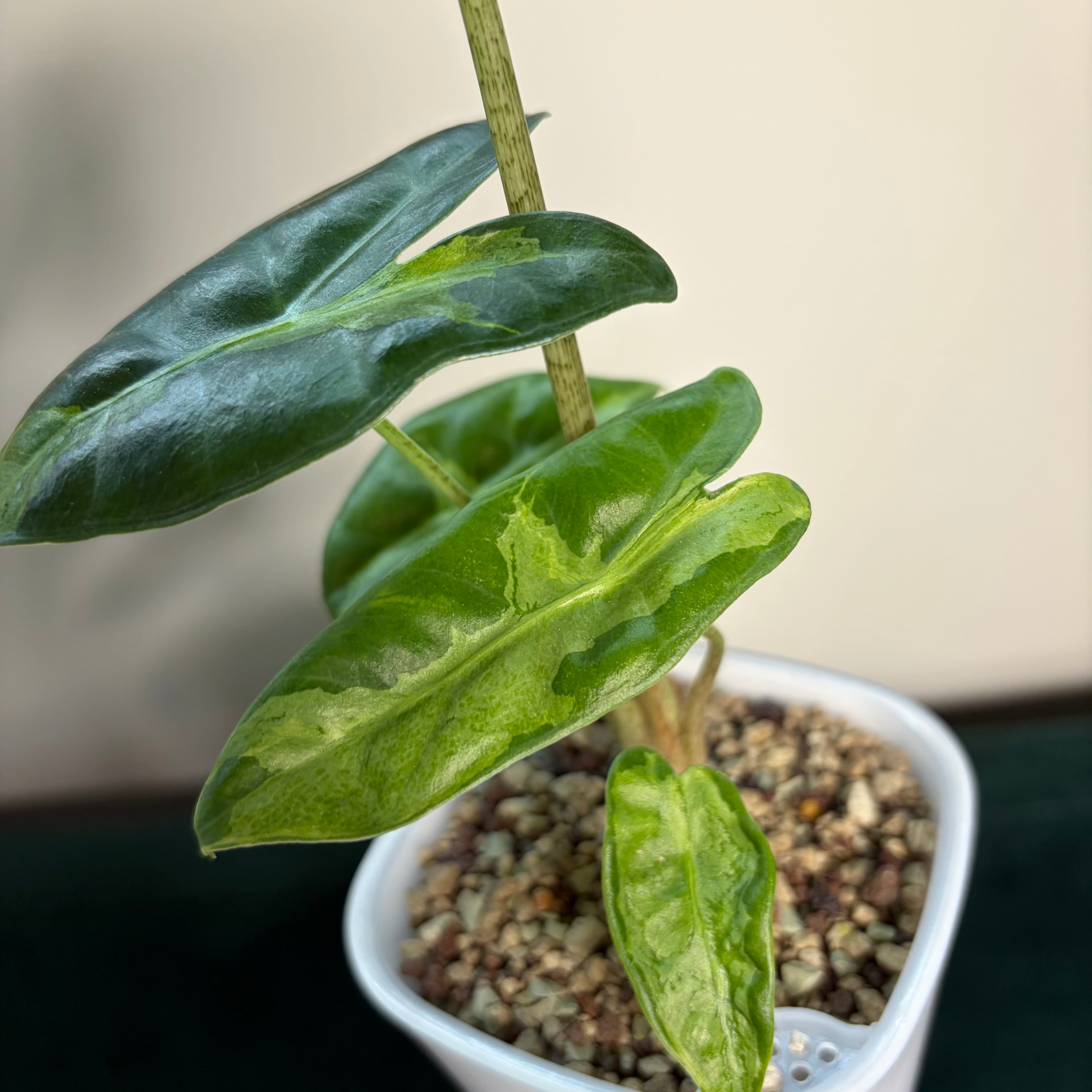 Alocasia Longiloba lava (corm)