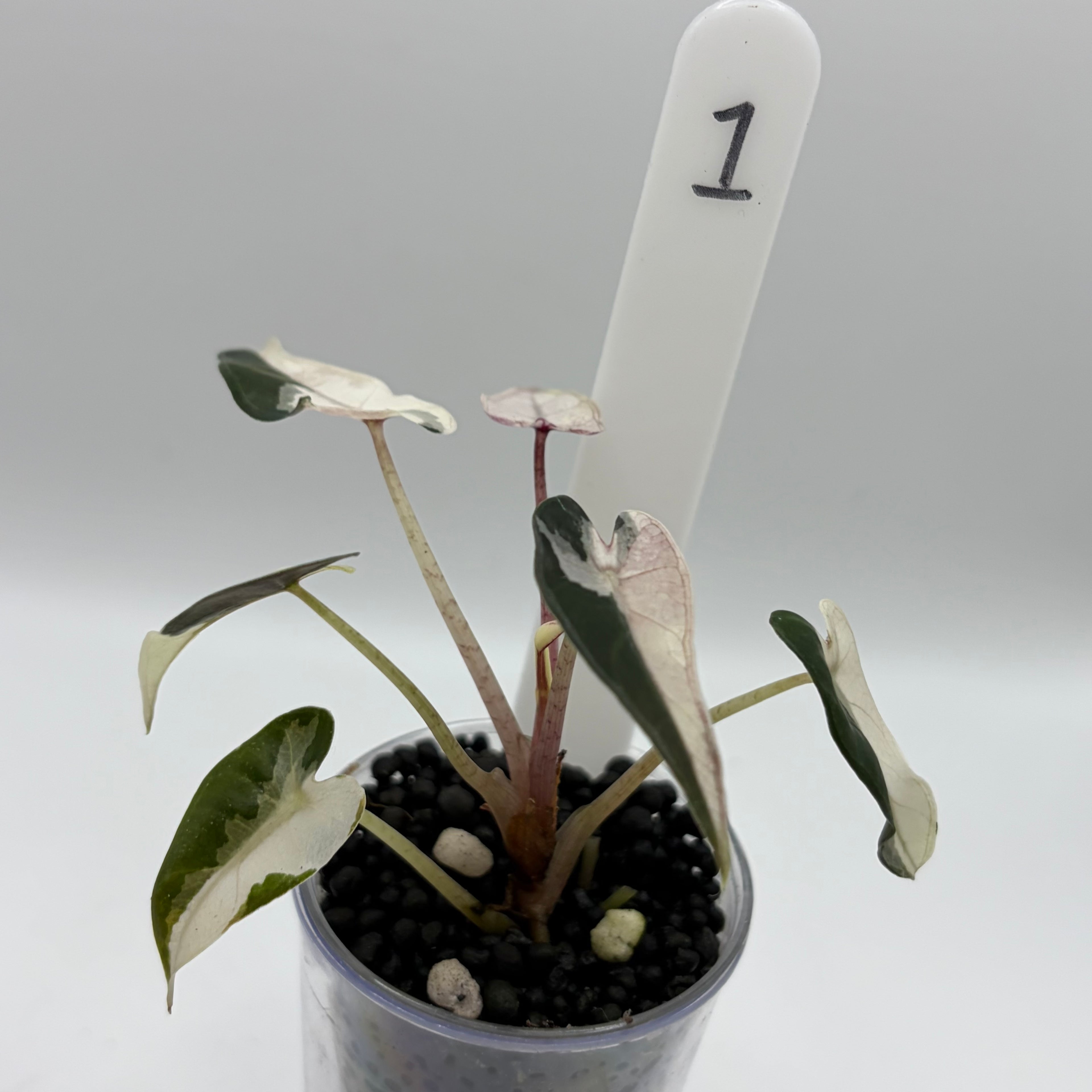 Alocasia Bambino pink