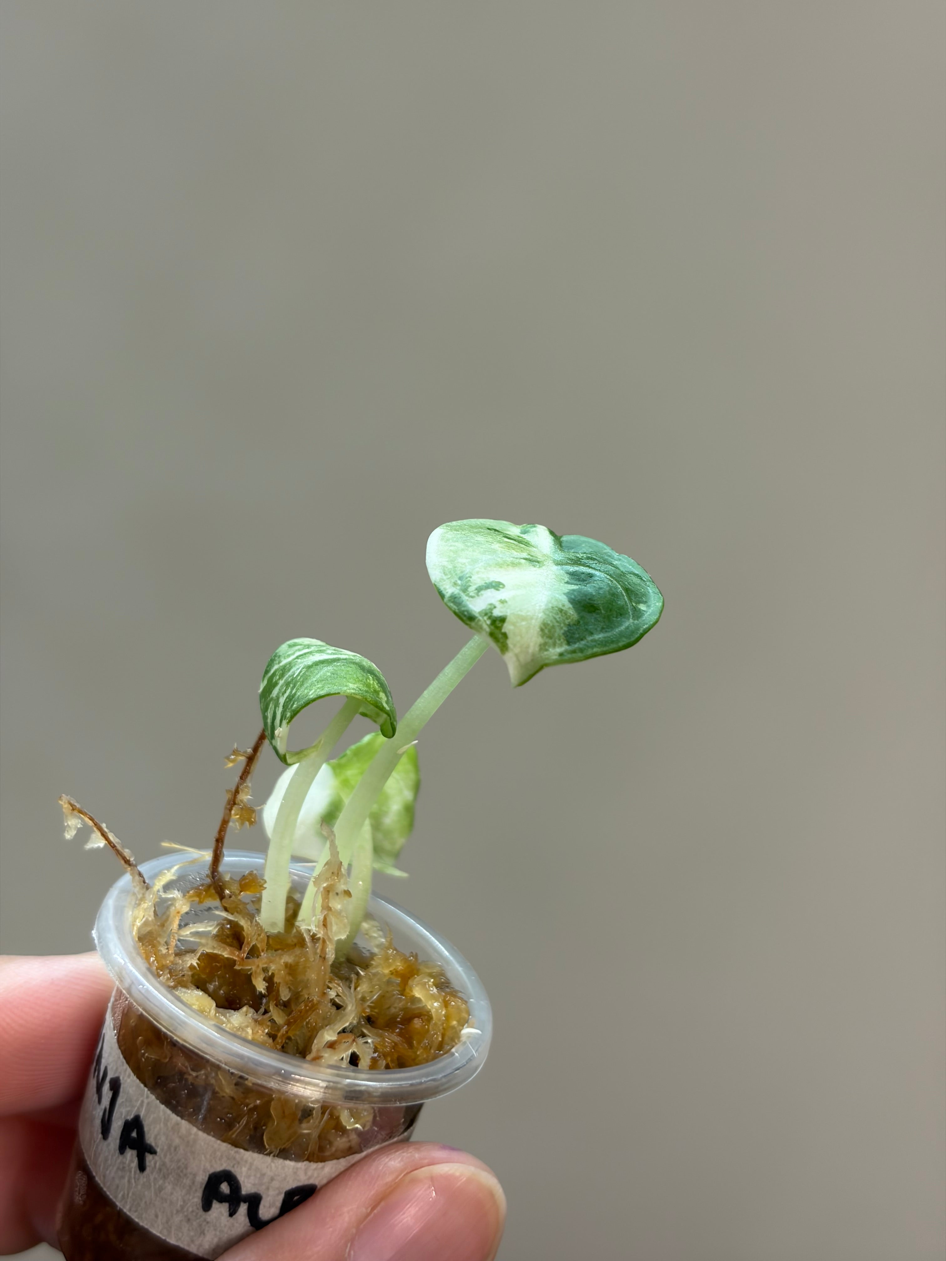 Alocasia Ninja albo #1