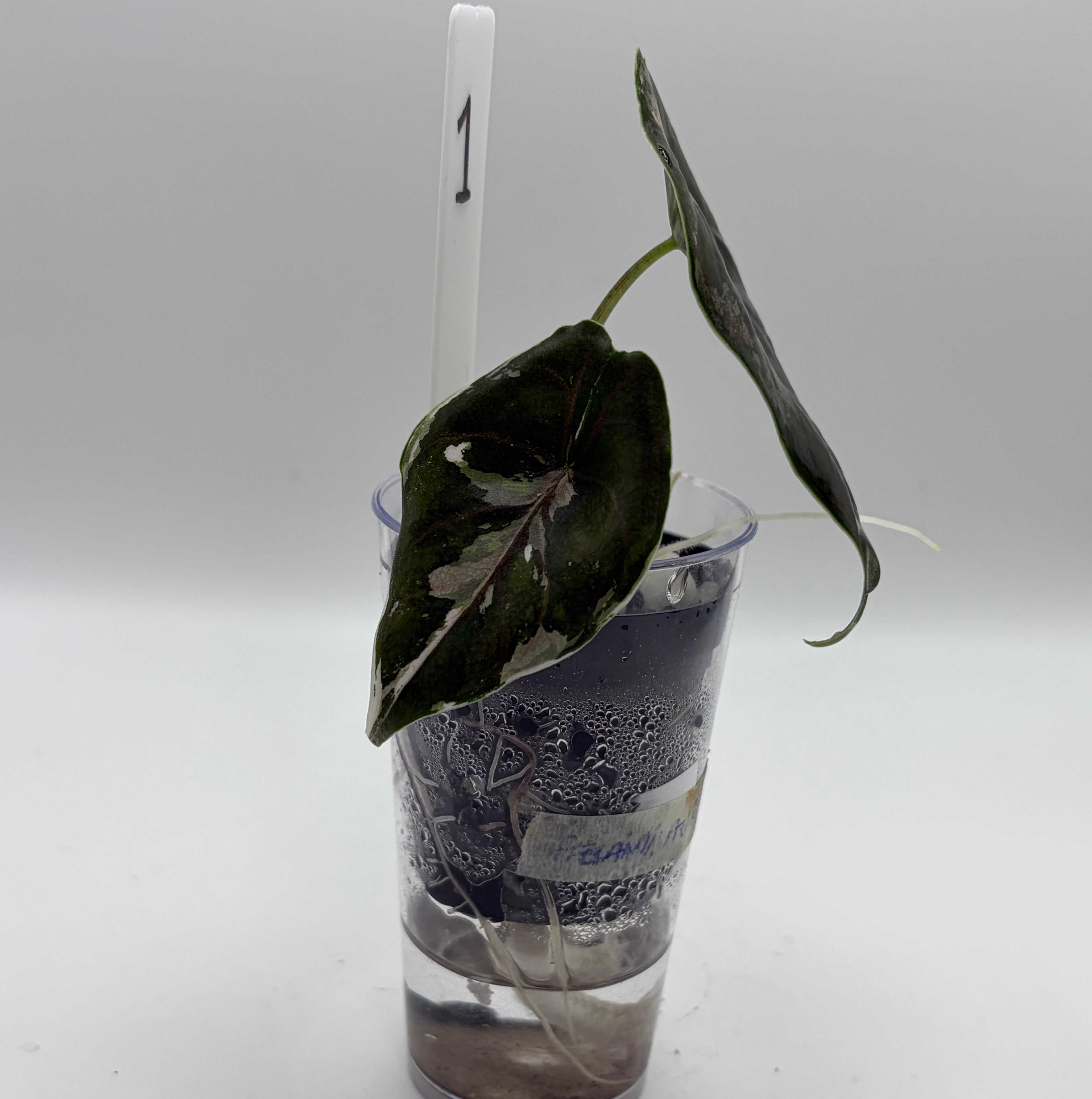 Alocasia Azlanii albo/pink #1