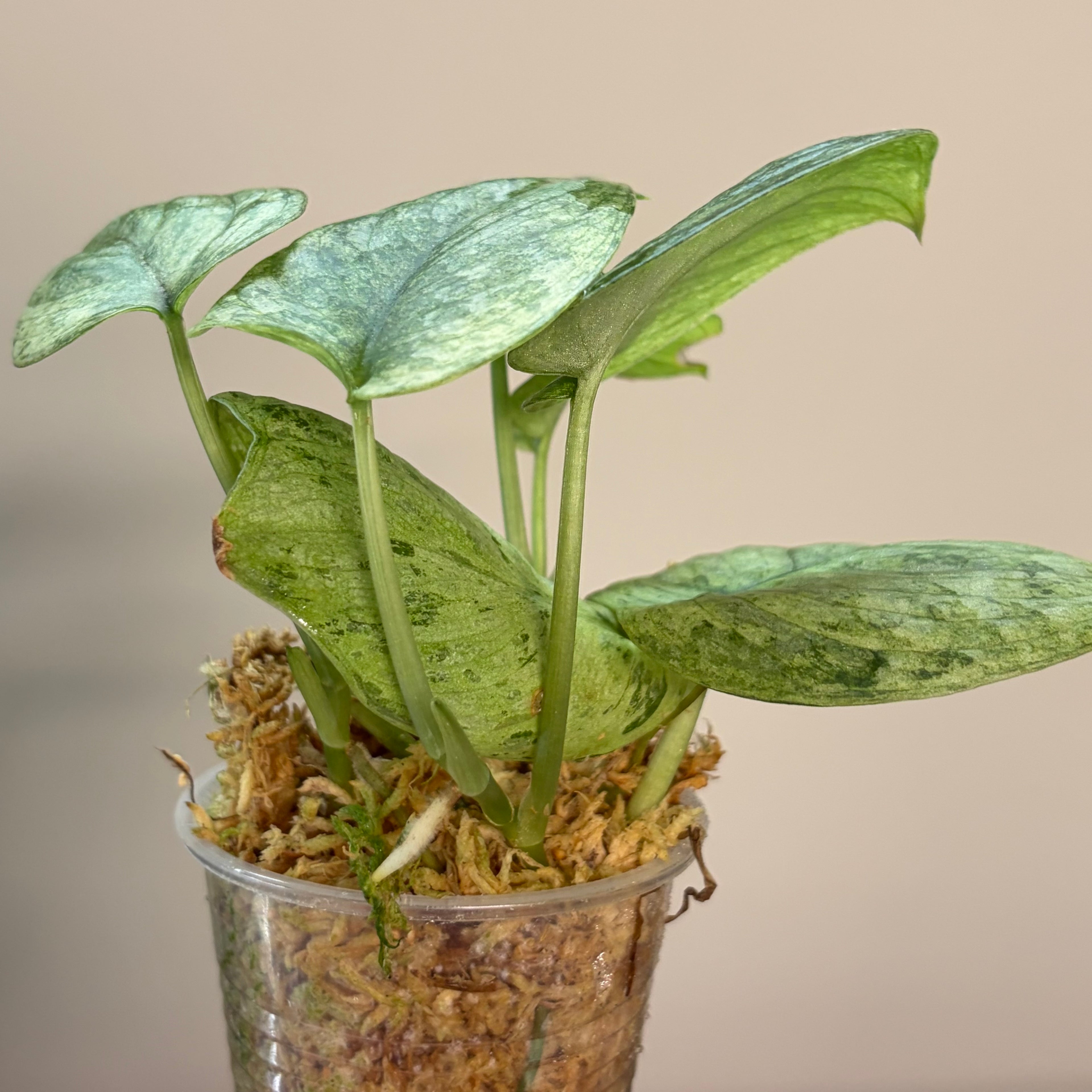 Scindapsus Halimoon