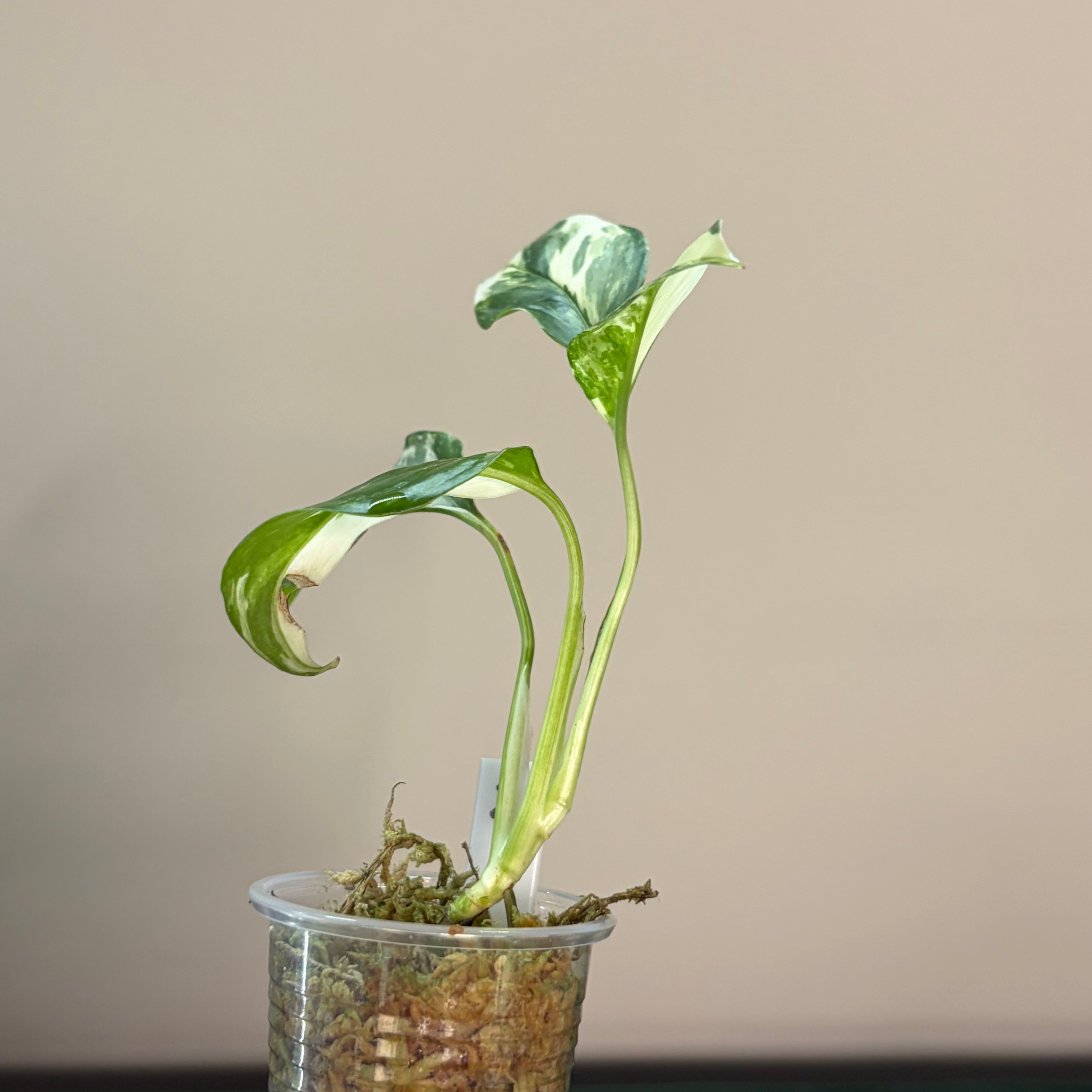 Monstera Lechleriana albo #2