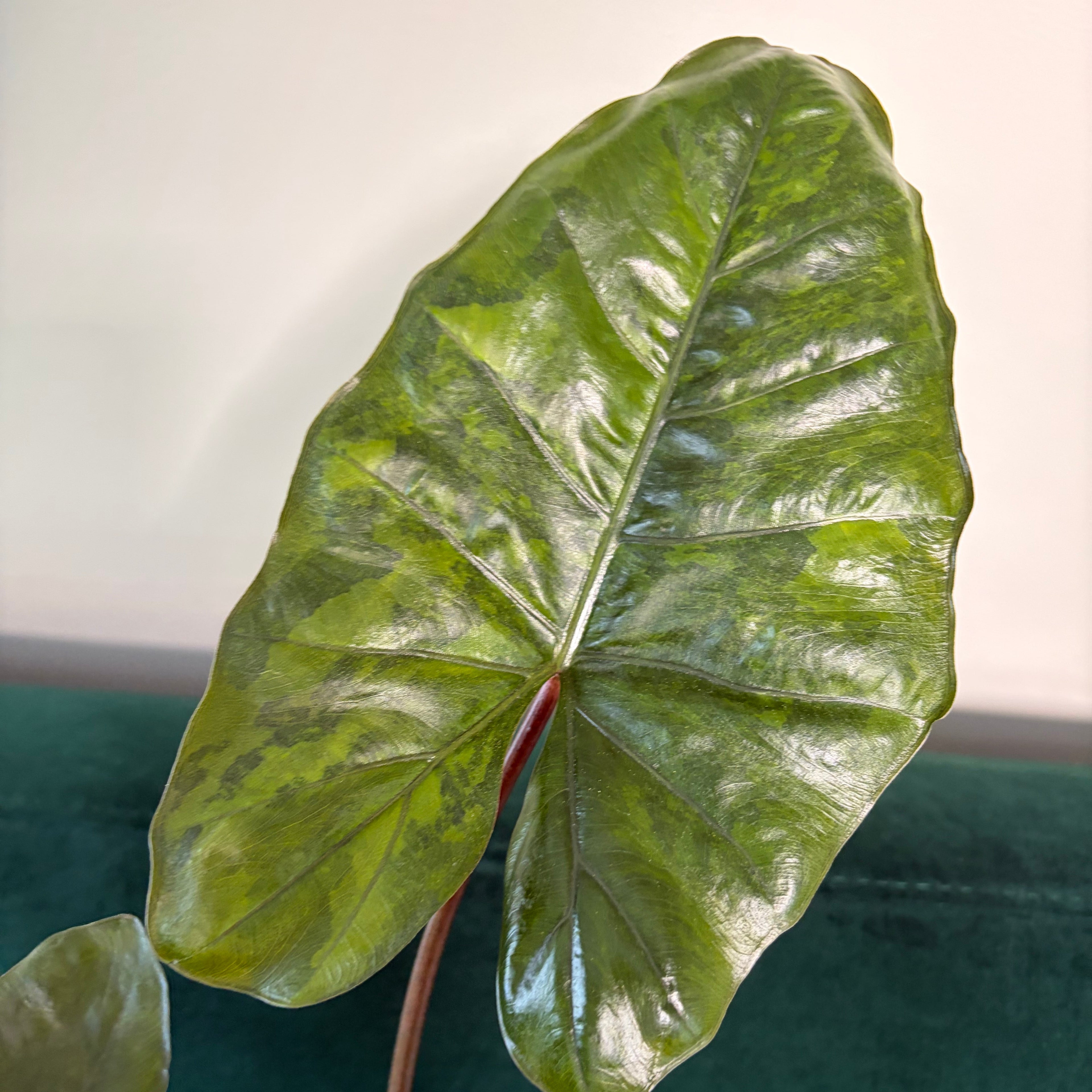 Alocasia Plumbea gold (corm)