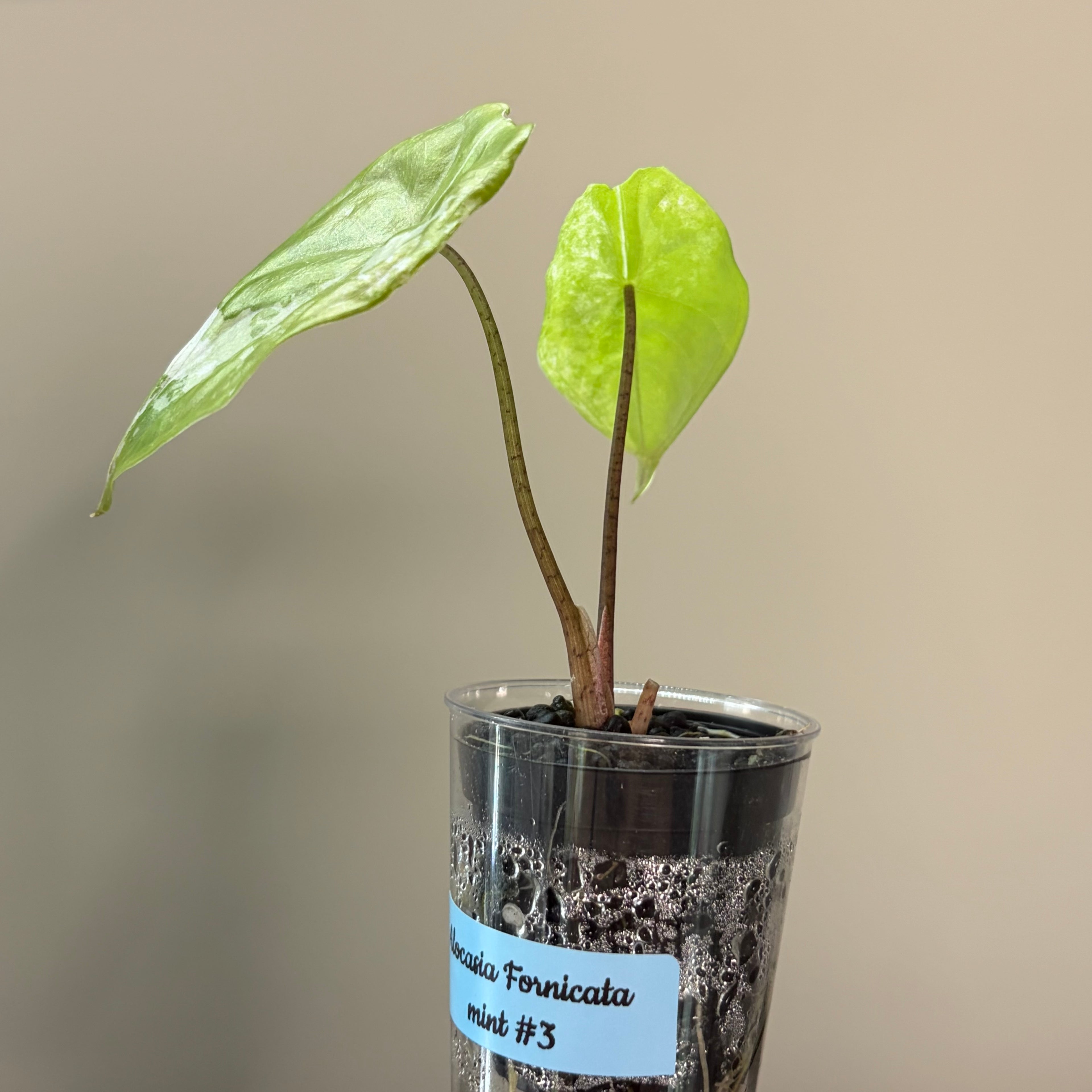 Alocasia Fornicata mint