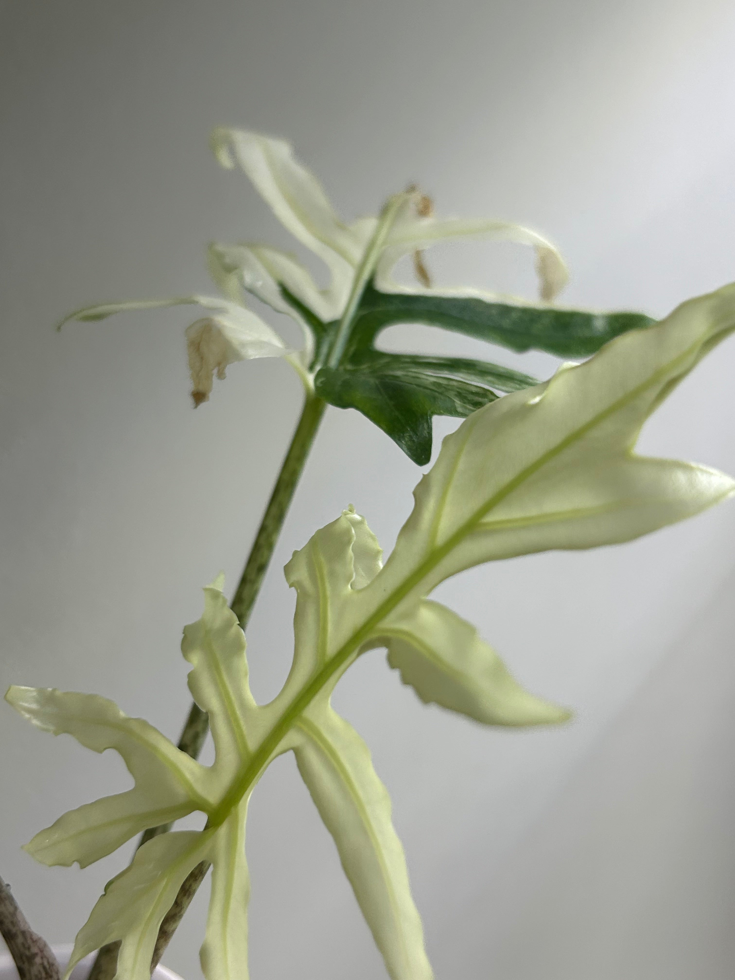 Madxplants